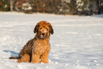 Briard puppy sits on snowy meadow.