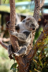 Fototapeta premium Cute Koala bear sitting on tree branch