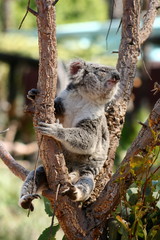 Cute Koala bear sitting on tree branch
