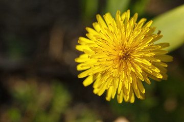 spring flowers in ukraine, close-up of plants on a sunny day