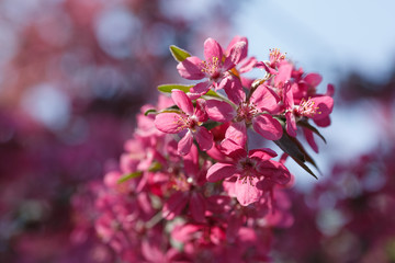 blooming cherry blossom, saruka tree.
