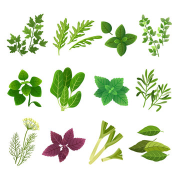 Herbs and spices. Oregano green basil mint spinach coriander parsley dill and thyme. Aromatic food herb and spice vector isolated set. Illustration of basil and rosemary, green mint
