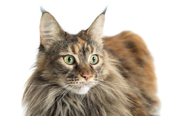 isolated maine coon cat specimen lying down / close up of maine coon female with careful look
