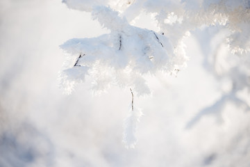 Beautiful fluffy frost on the branches close-up on a frosty sunny day. Beautiful natural winter phenomenon.
