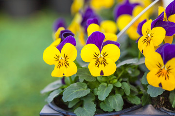 Pretty colourful violet and yellow flowers of garden pansy seedlings (Viola tricolor) in small pots on sale in garden centre