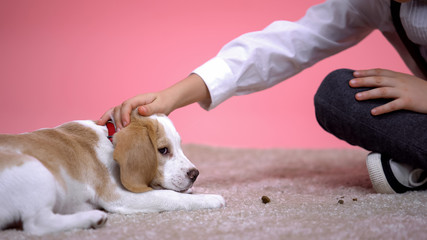 Little boy stroking head of cute beagle puppy on pink background, pet adoption