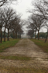 dirt road in the park, in winter