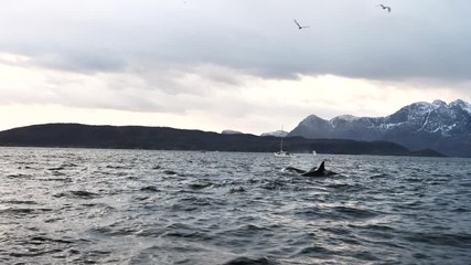 orcas and humpback whales hunting for herrings in the fjords of Norway in winter