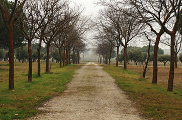 dirt road in the park, in winter