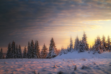 winter coniferous forest covered with snow in evening