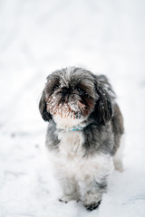 portrait of a dog in the snow