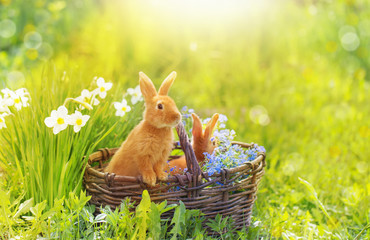 Fototapeta premium red rabbits in basket outdoor