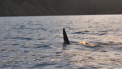 orcas and humpback whales hunting for herrings in the fjords of Norway in winter