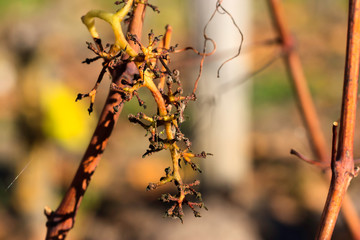 Raisin et vigne en fin d'automne