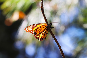 Monarch butterfly on the branch.