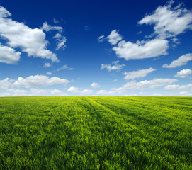 Fototapeta premium green field and clouds