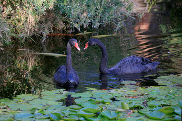 Schwarzstorch (Ciconia nigra) Paar im Wasser