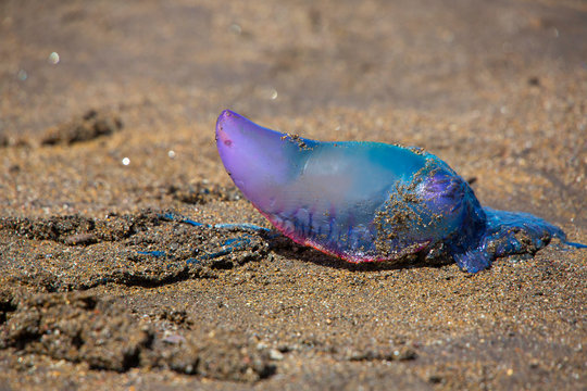 Portugiesische Galeere (Physalia physalis) im Sand