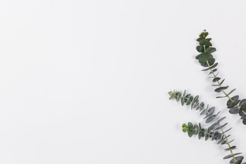 Eucalyptus leaf on white background.
