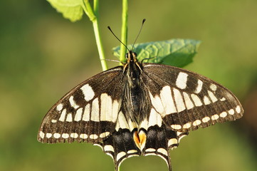 Big butterfly - Scarse swallowtail ( Iphiclides podalirius)