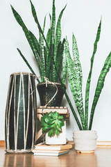 Plants in a pots. Home decor.