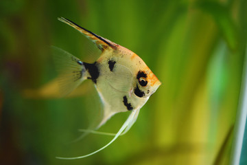Colorful fishes in the aquarium