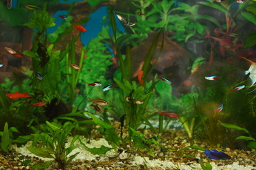 Colorful fishes in the aquarium