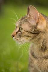 beautiful striped cat in grass