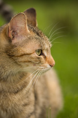 beautiful striped cat in grass