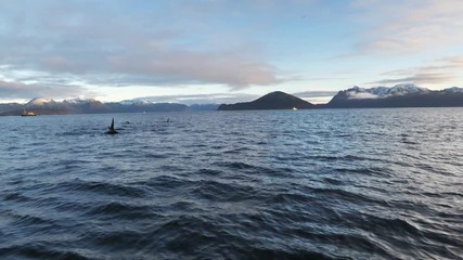 orcas and humpback whales hunting for herrings in the fjords of Norway in winter