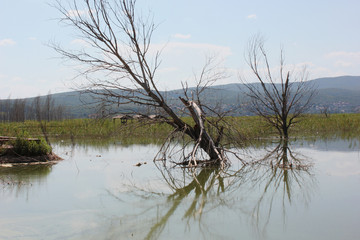 Abandoned trees on the Lake of Doirani Kilkis Greece