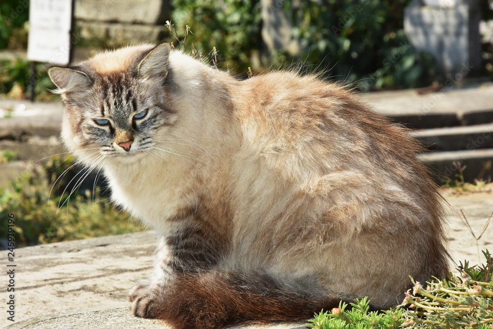 Wall mural Beautiful big cat breed in cemetery