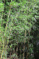 large bamboo stalks with leaves