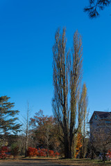 Tall trees in autumn season