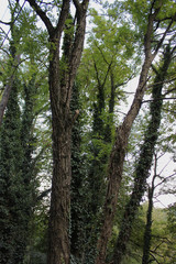 Dense Forest next to the Pozar Thermal Baths Aridaia Greece