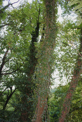Dense Forest next to the Pozar Thermal Baths Aridaia Greece