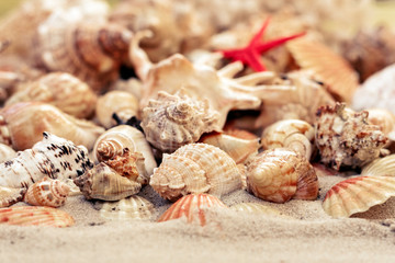Seashells and red seastars on the sand, summer beach background with copy space for text.