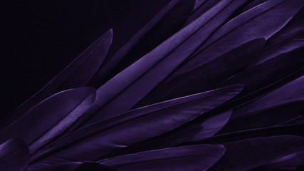 Exotic texture feathers background, closeup bird wing. Dark violet feathers for design and pattern.