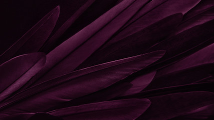 Exotic texture feathers background, closeup bird wing. Burgundy dark red feathers for design and pattern.