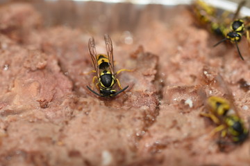 wasps on cat food