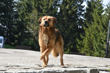 brown Dog with injured leg