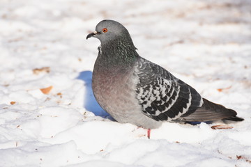 gray  pigeon in snow . Portrait..