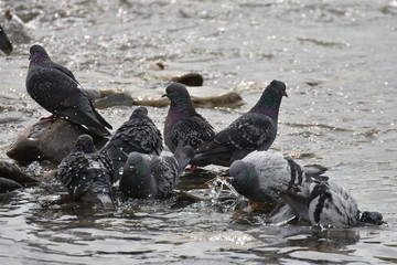 pigeons, Dove drinking water from river