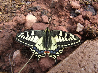 Big butterfly - Scarse swallowtail ( Iphiclides podalirius)