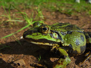 green frogs  head
