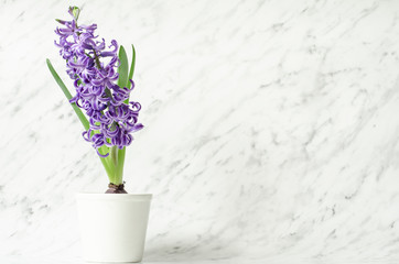 Flowers composition, lilac, violet hyacinths. Spring flowers in flowerpot on marble background.