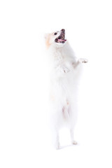 Fototapeta premium isolated portrait of a german spitz standing / young dog with white and beige fur and with standing on hind legs