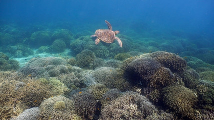 Sea turtle swimming underwater over corals. Sea turtle moves its flippers in the ocean under water. Wonderful and beautiful underwater world. Diving and snorkeling in the tropical sea. Philippines.