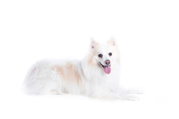 isolated portrait of a german spitz lying down / portrait of a German, white and beige spitz, lying down and in profile looking at the camera