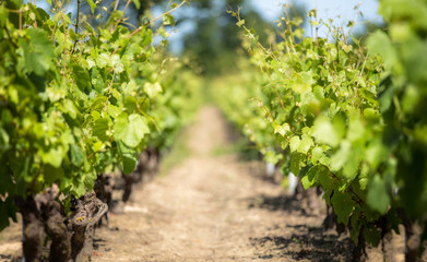 Fototapeta na wymiar Sunny vineyards in the heart of the countryside